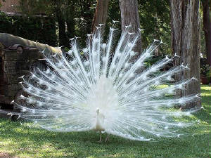 albinopeacock1.jpg